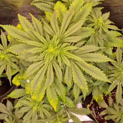 3G Triple Auto growlog timeline photo