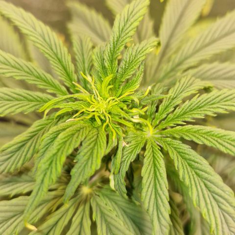 3G Triple Auto growlog timeline photo