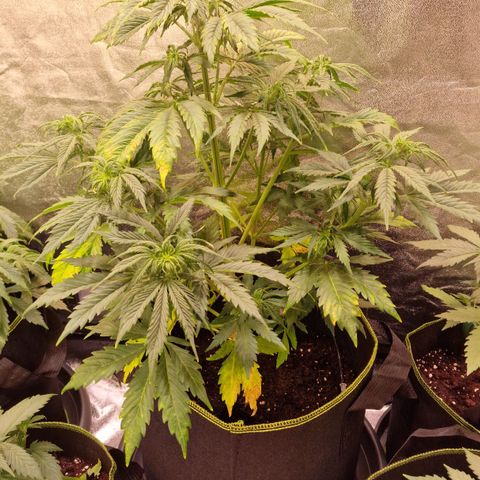 3G Triple Auto growlog timeline photo