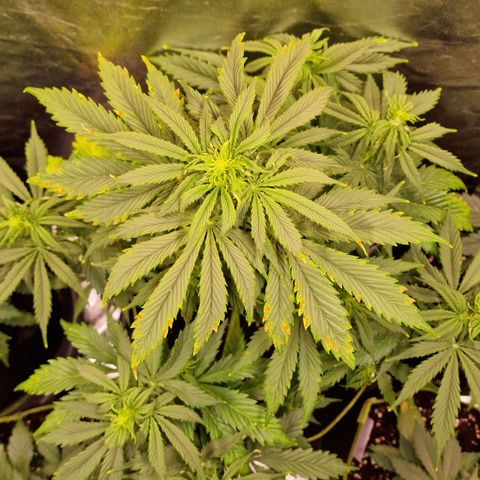 3G Triple Auto growlog timeline photo