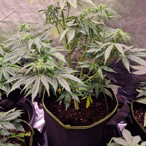 3G Triple Auto growlog timeline photo