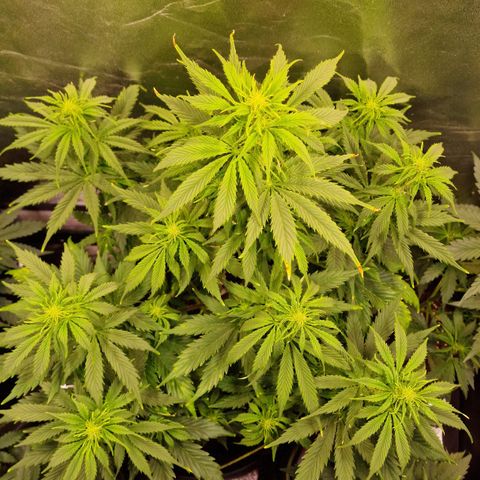 3G Triple Auto growlog timeline photo