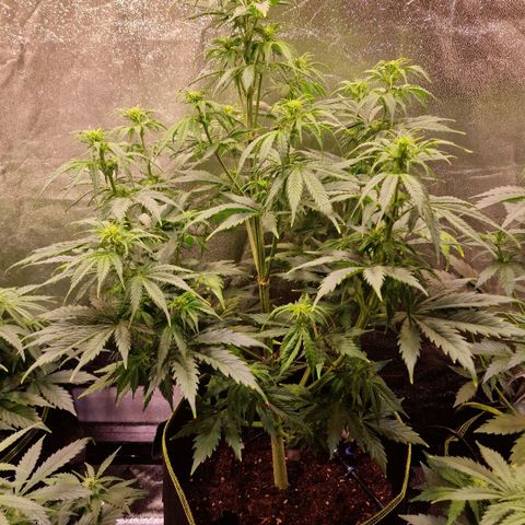 3G Triple Auto growlog timeline photo