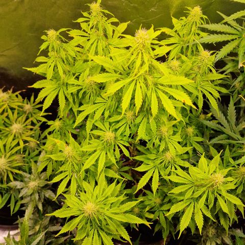 3G Triple Auto growlog timeline photo