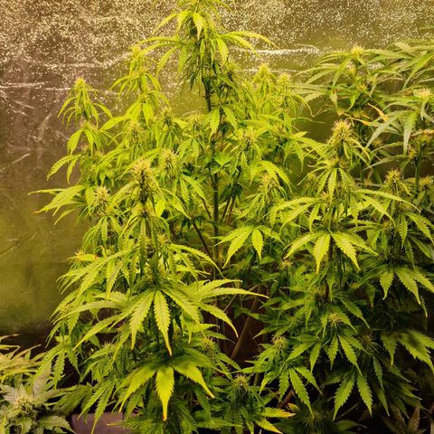 3G Triple Auto growlog timeline photo