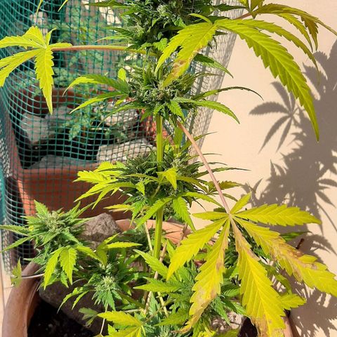 AK MAXIMOF growlog photo: Non sono più presenti i piccoli insetti che stavano rovinando la pianta soprattutto le prendi le foglie prendisole ho notato però sui fiori delle piccole foglie che si stanno scurendo come presenza di muffa
