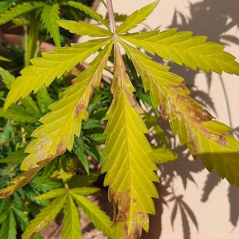 AK MAXIMOF growlog photo: Non sono più presenti i piccoli insetti che stavano rovinando la pianta soprattutto le prendi le foglie prendisole ho notato però sui fiori delle piccole foglie che si stanno scurendo come presenza di muffa