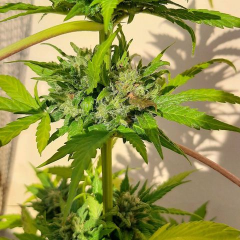AK MAXIMOF growlog timeline photo