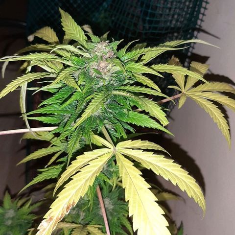 AK MAXIMOF growlog timeline photo