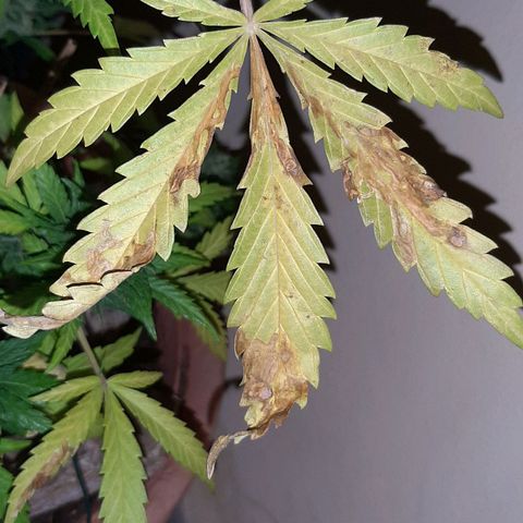 AK MAXIMOF growlog timeline photo