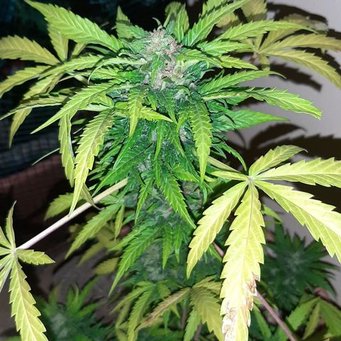 AK MAXIMOF growlog timeline photo
