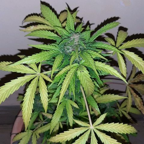 AK MAXIMOF growlog timeline photo