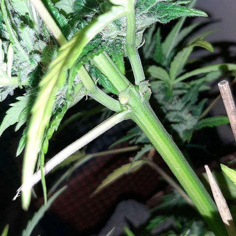 AK MAXIMOF growlog photo: Da domani inizierò a fare lst su questi due fiori