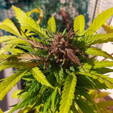AK MAXIMOF growlog photo: Prima e dopo il taglio della muffa trovata