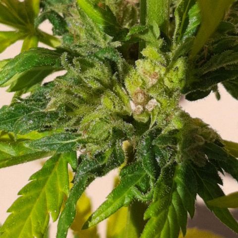 AK MAXIMOF growlog timeline photo