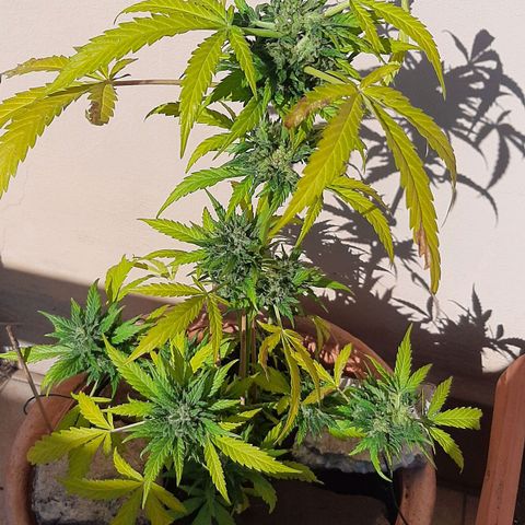 AK MAXIMOF growlog photo: Prima e dopo il taglio della muffa trovata