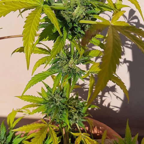 AK MAXIMOF growlog timeline photo