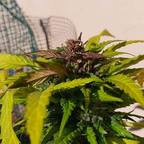 AK MAXIMOF growlog photo: Prima e dopo il taglio della muffa trovata