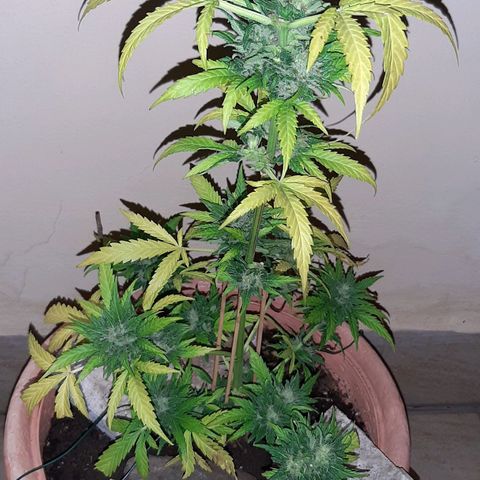 AK MAXIMOF growlog timeline photo
