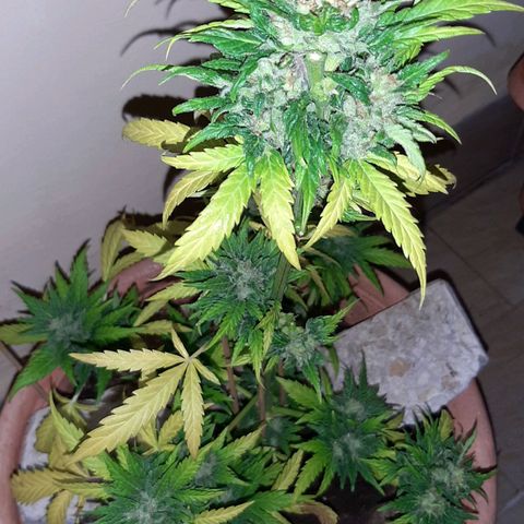 AK MAXIMOF growlog timeline photo