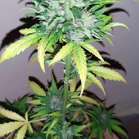 AK MAXIMOF growlog timeline photo