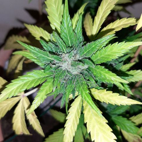 AK MAXIMOF growlog timeline photo