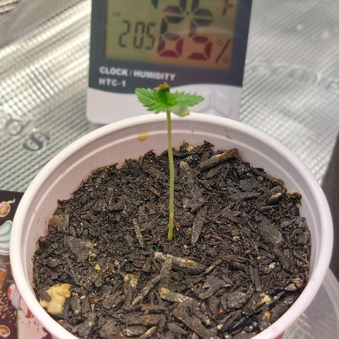 Nanaz growlog timeline photo