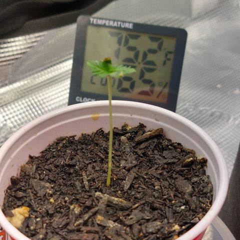 Nanaz growlog photo: 0416