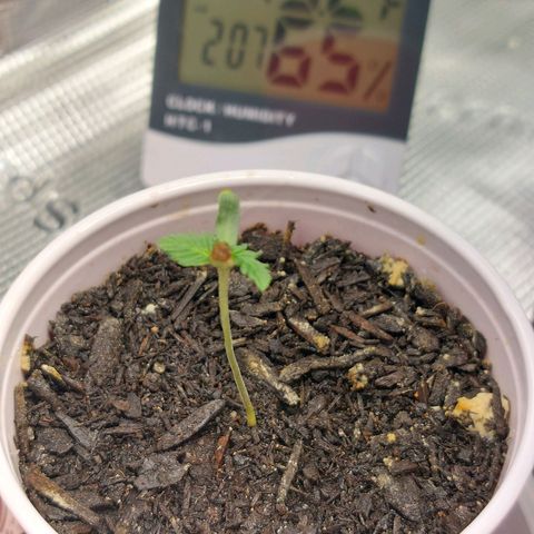 Nanaz growlog photo: 0416