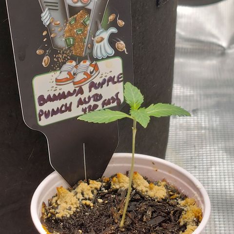 Nanaz growlog timeline photo
