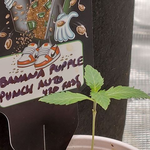 Nanaz growlog photo: 0234