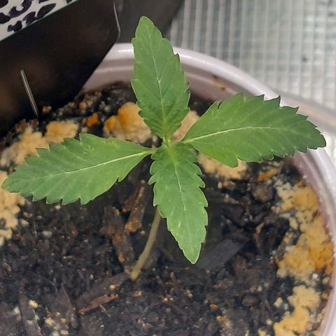 Nanaz growlog photo: 0234