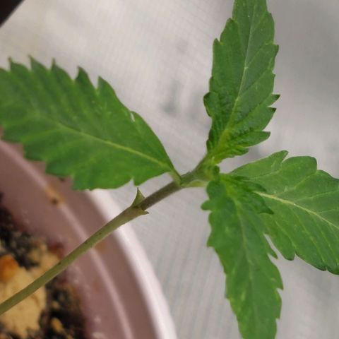 Nanaz growlog photo: 0234