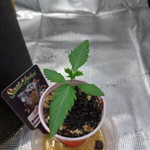 Nanaz growlog timeline photo