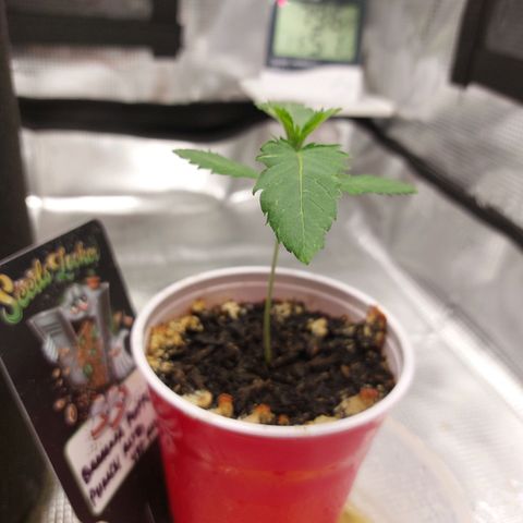 Nanaz growlog photo: 1225