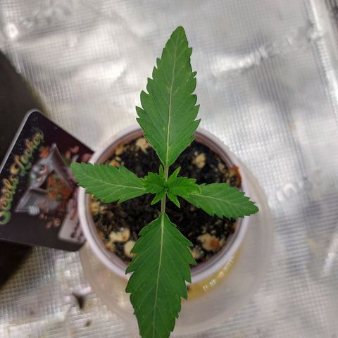 Nanaz growlog photo: 1225
