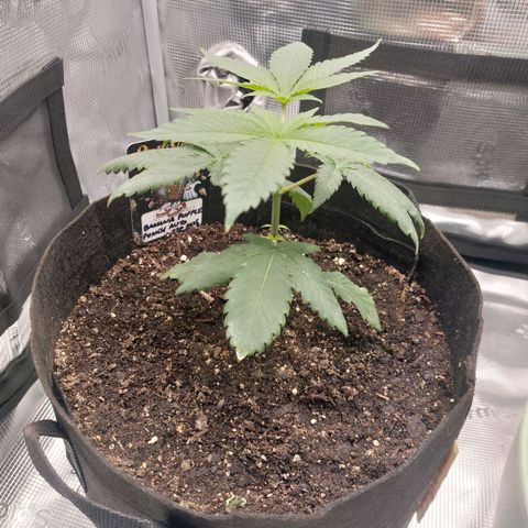 Nanaz growlog timeline photo