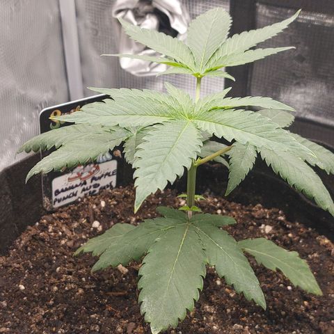 Nanaz growlog photo: Topped