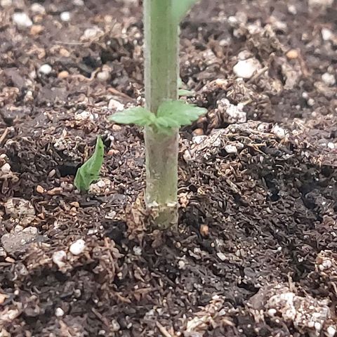 Nanaz growlog photo: Topped