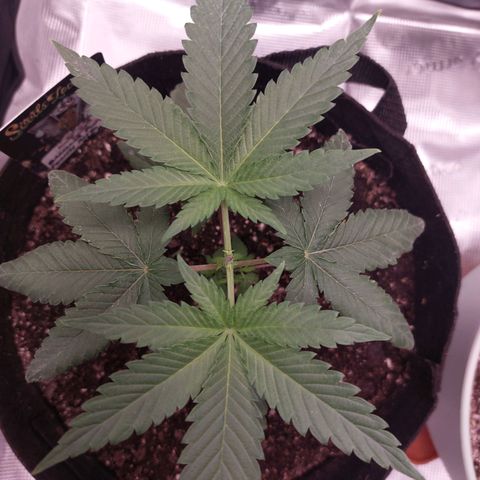 Nanaz growlog photo: Topped