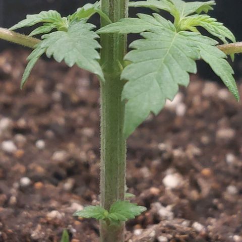 Nanaz growlog photo: Topped