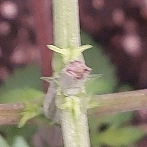 Nanaz growlog photo: Topped