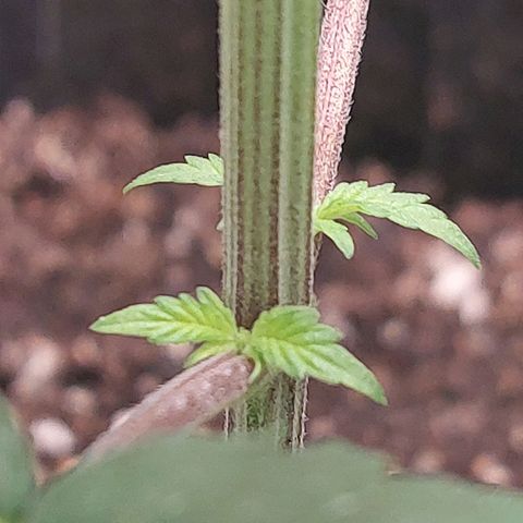 Nanaz growlog photo: Topped