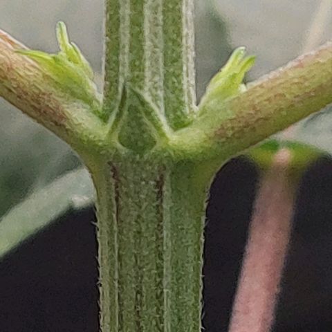 Nanaz growlog photo: Topped