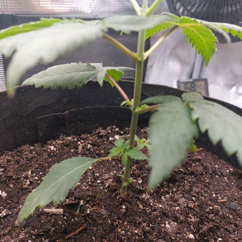 Nanaz growlog photo: Topped