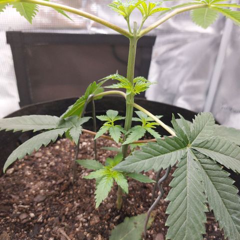 Nanaz growlog photo: @1820
