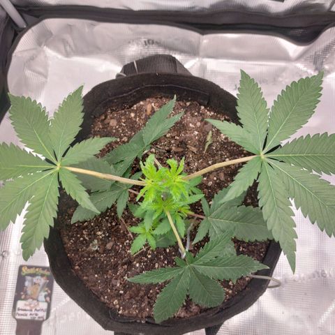 Nanaz growlog photo: @1820