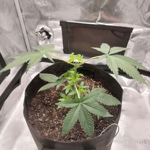 Nanaz growlog photo: @1820