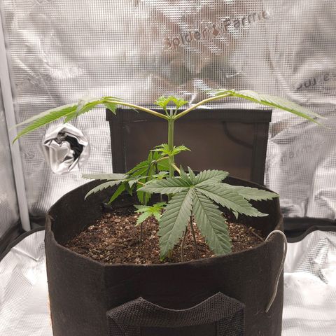 Nanaz growlog timeline photo