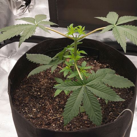 Nanaz growlog timeline photo